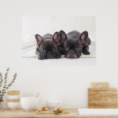 Französische Bullhunde schnurrten auf der Decke Poster (Küche)