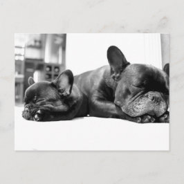 Französische Bullhunde Welpen, die nebeneinander s Postkarte