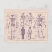 Französische Enzyklopädie 1920, Anatomie des Mensc Postkarte (Vorderseite)