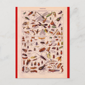 Französische Enzyklopädie 1920, Insekten Postkarte