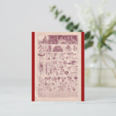 Französische Enzyklopädie 1920, Pilze Postkarte (Stehend Vorderseite)