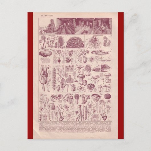 Französische Enzyklopädie 1920, Pilze Postkarte (Vorderseite)