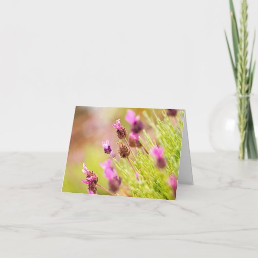 Französische Lavendel-Blume Mitteilungskarten (Vorderseite)