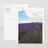 Französische Lavendelfelder Postkarte (Vorne/Hinten)
