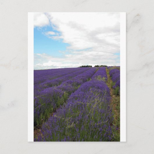 Französische Lavendelfelder Postkarte (Vorderseite)
