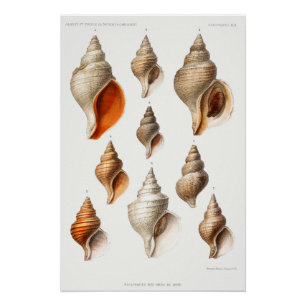 Französische Meeresmuschel Vintage Strandmuschel S Poster