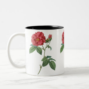 Französische Rose (Rosa gallica) Zweifarbige Tasse
