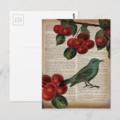 Französische Rotharbe Retro-Botanische Rote Kirsch Postkarte (Vorne/Hinten)