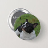 Französische Schwarzweiss-Bulldogge Button (Vorne & Hinten)