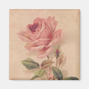 Französische Viktorianische Rosa Rose Magnet