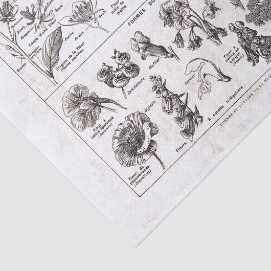 Französische Wörterbuch-Platte Seidenpapier (Ausschnitt)