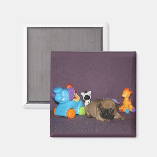 Französischen Bulldoggen Magnet (Vorderseite/Rückseite)
