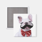 Französischer Bull Doppy Welpe mit Mustache Magnet (Vorderseite/Rückseite)