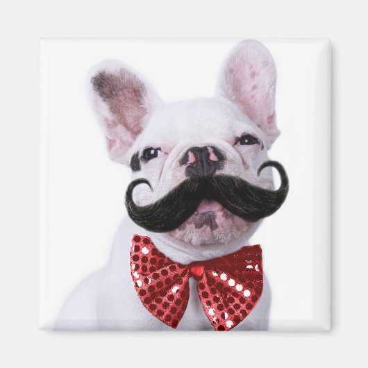 Französischer Bull Doppy Welpe mit Mustache Magnet (Vorne)