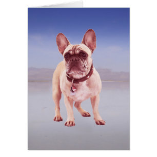 Französischer Bulldog am Strand