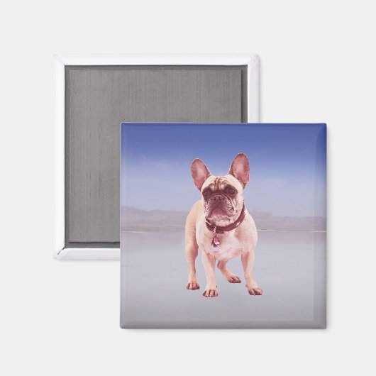 Französischer Bulldog am Strand Magnet (Vorderseite/Rückseite)