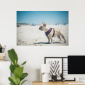 Französischer Bulldog am Strand Poster (Heimbüro)