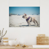 Französischer Bulldog am Strand Poster (Küche)