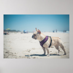 Französischer Bulldog am Strand Poster