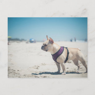 Französischer Bulldog am Strand Postkarte