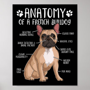 Französischer Bulldog Anatomie Frenchie Dog Lover  Poster