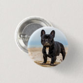 Französischer Bulldog, der im Sand spielt Button (Vorne & Hinten)