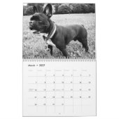 Französischer Bulldog-Kalender 2016 - Schwarz-weiß Kalender (Mär 2027)