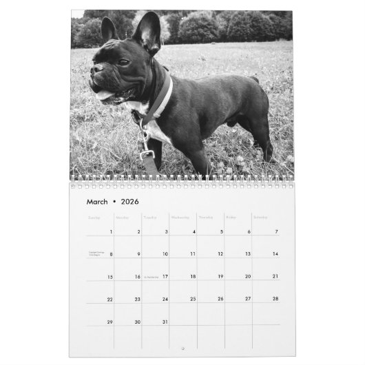 Französischer Bulldog-Kalender 2023 - Schwarz-weiß Kalender (Mär 2026)