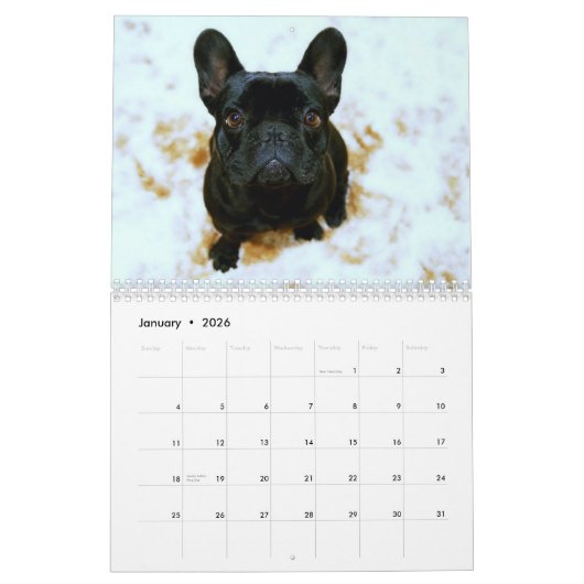 Französischer Bulldog-Kalender 2026 Kalender (Jan 2026)