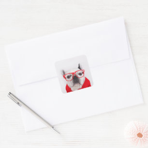 Französischer Bulldog mit Brille und Shirt Quadratischer Aufkleber
