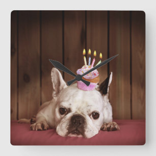 Französischer Bulldog mit Geburtstagskuchen Quadratische Wanduhr