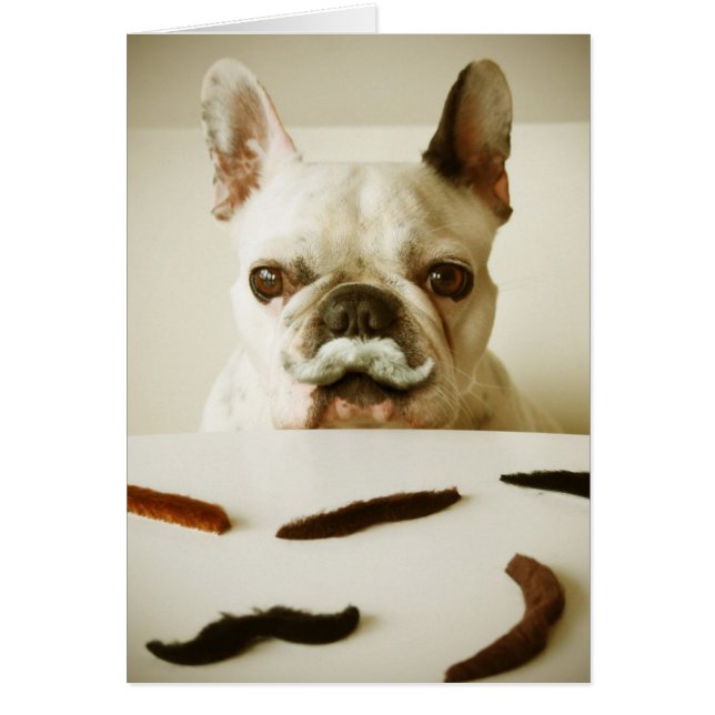 Französischer Bulldog mit Mustache (Vorne)