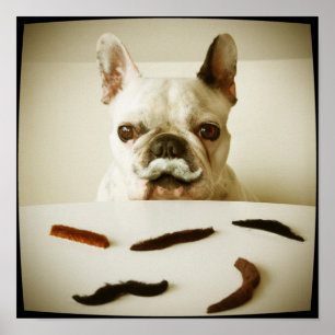 Französischer Bulldog mit Mustache Poster