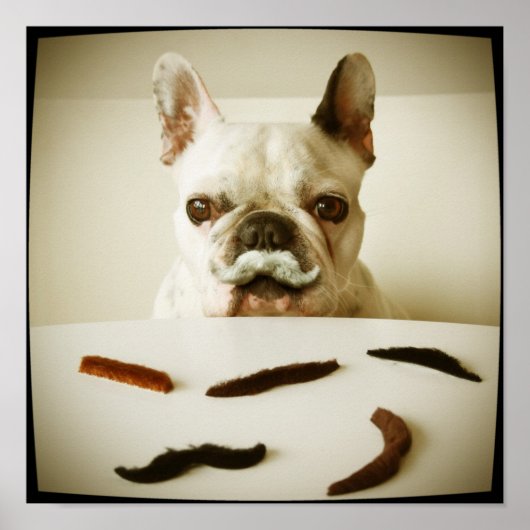 Französischer Bulldog mit Mustache Poster (Vorne)