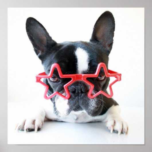 Französischer Bulldog mit Red-Star-Brille Poster (Vorne)