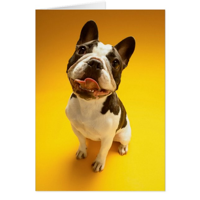 Französischer Bulldog nach oben (Vorne)