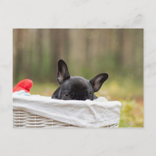 Französischer Bulldog pinkend puppy.pnng Postkarte