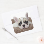 Französischer Bulldog Welpe, der in einem Hundebet Quadratischer Aufkleber (Umschlag)