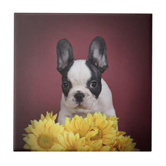 Französischer Bulldog-Welpe Fliese (Vorderseite)