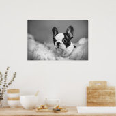 Französischer Bulldog-Welpe Poster (Küche)