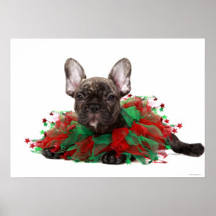 Französischer Bulldogge mit Weihnachtskragen Poster