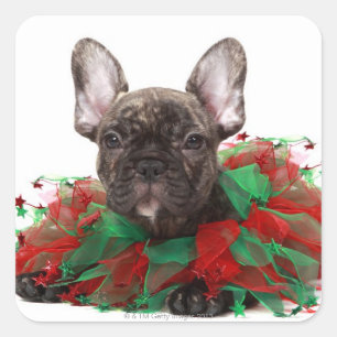 Französischer Bulldogge mit Weihnachtskragen Quadratischer Aufkleber