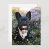 Französischer Bulldogist in Blume Postkarte (Vorne/Hinten)