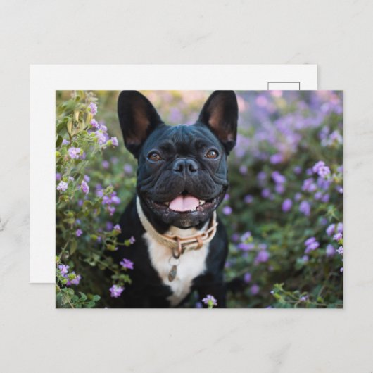Französischer Bulldogist in Blume Postkarte (Vorne/Hinten)