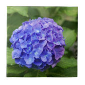 Französischer Hydrangea (Hydrangea macrophylla) Fliese (Vorderseite)
