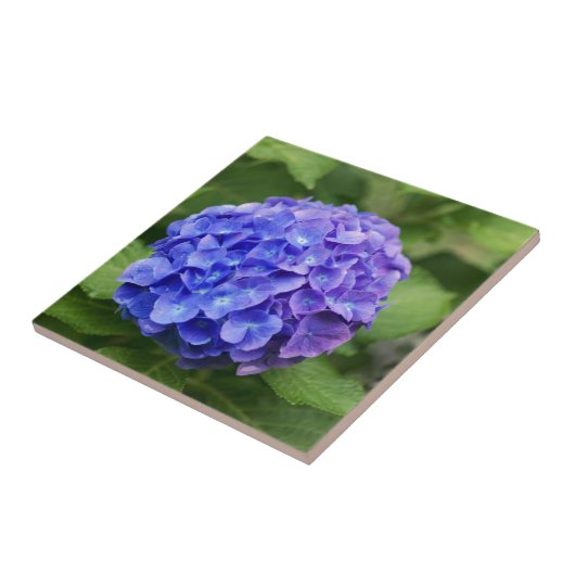 Französischer Hydrangea (Hydrangea macrophylla) Fliese (Seite)