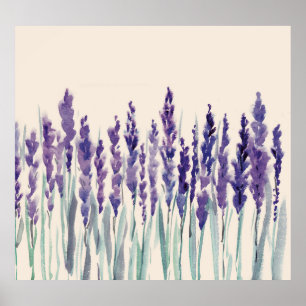 Französischer Lavendel: Aquarellbilder Poster