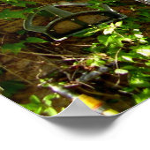 Französisches Bauernhaus Fenster & Shutters Poster (Ecke)