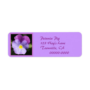 Französisches Blaulila Pansy