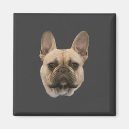 Französisches Bulldog-Foto - Niedliches Gesicht Magnet